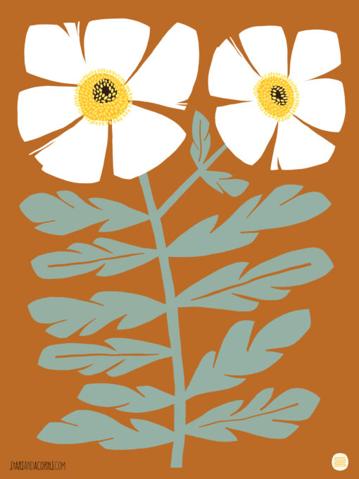 Matilija Poppy