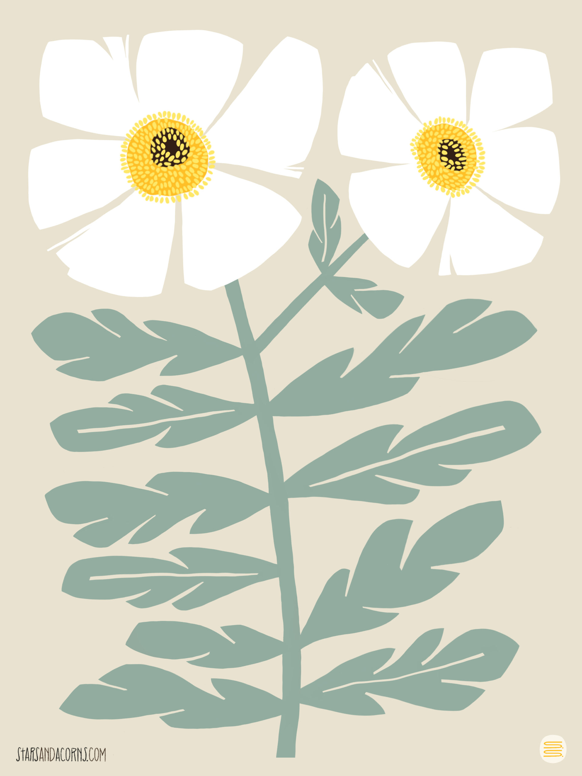 Matilija Poppy - Image 3