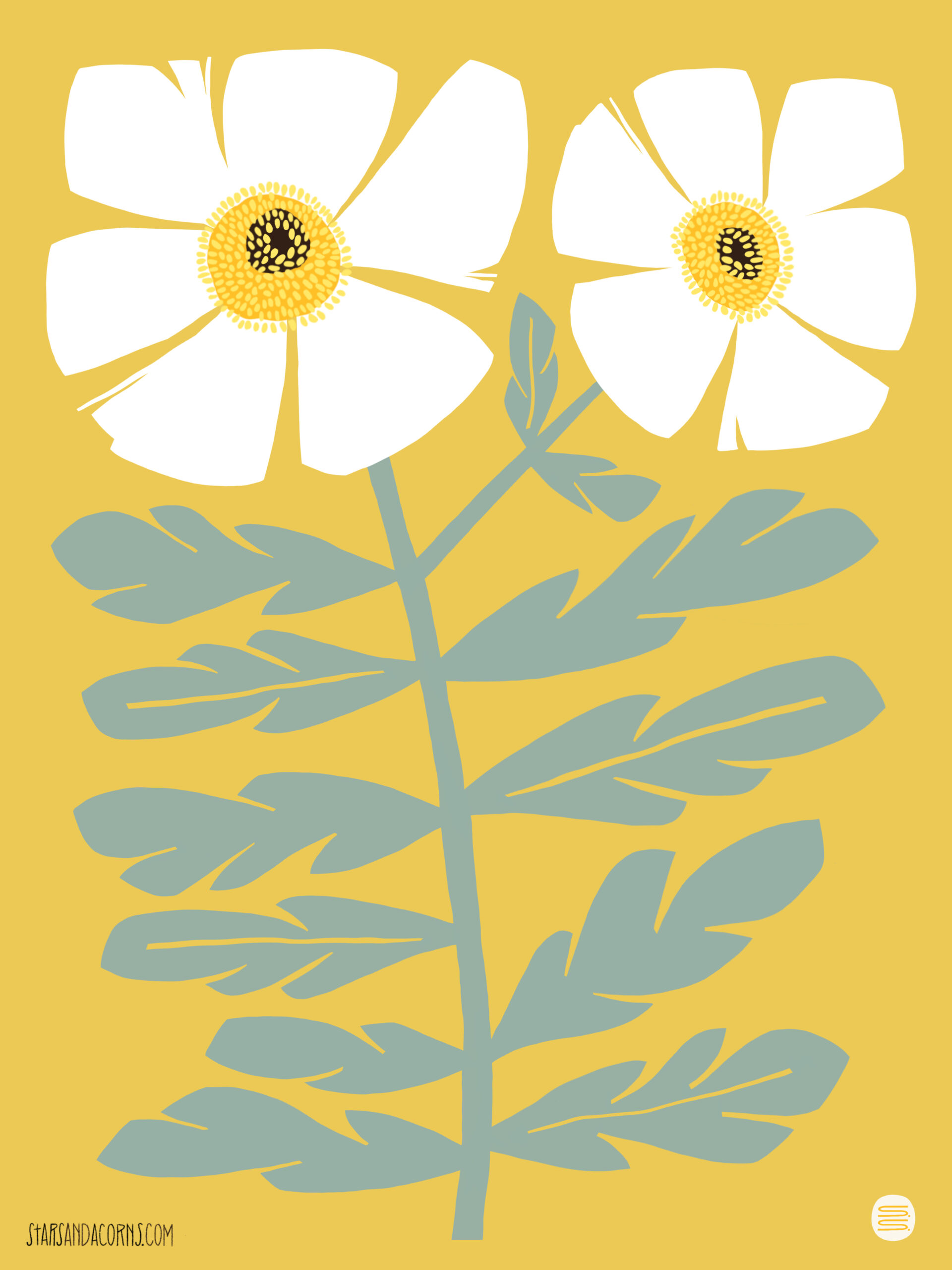 Matilija Poppy - Image 2